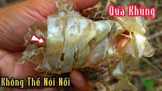 Truy Tìm Cặp Rắn Hổ Để Lại Lớp Da Hơn 5kg | Mười Thương Săn Bắt