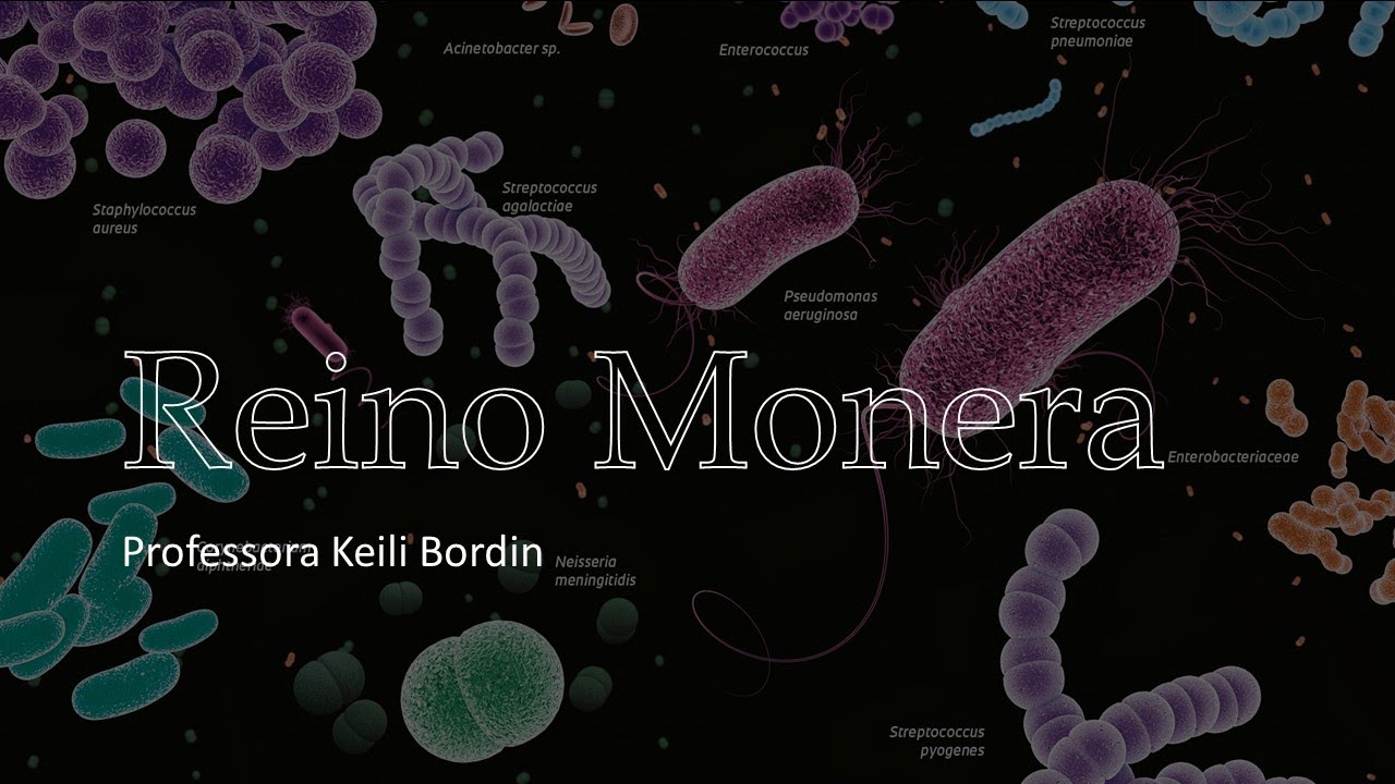 Reino Monera Aspectos Relacionados A Atividade Econômica