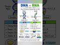 🧬 In this video, we will learn about DNA and RNA in simple and easy language.#dna #rnaworld #rna