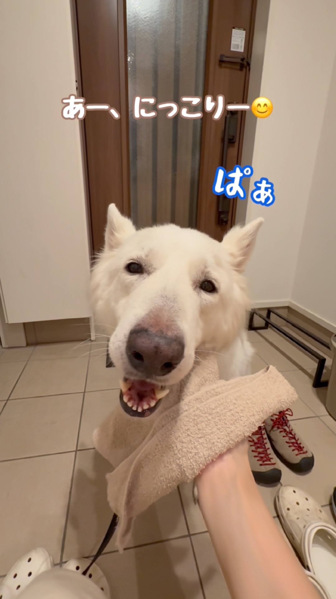 A large dog (White Shepherd) that doesn't like the rain but is