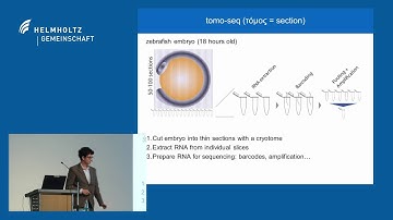 Jan Philipp Junker (MDC): Quantitative biology of developmental pattern formation