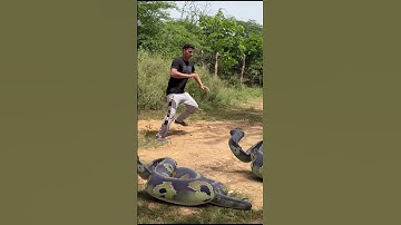 Anaconda Snake Attack #shorts #short #anaconda #bigsnake #samp #cobra #nagin #anacondasnake