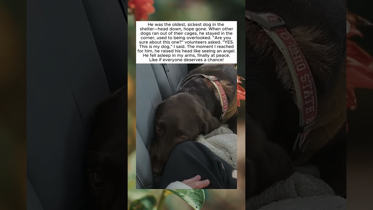 THE BROKEN DOG WHO LEARNED TO HOPE AGAIN