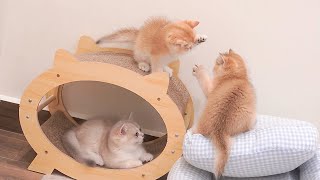 Fun and adorable chases || Seven mischievous kittens make a mess of the cat's room.