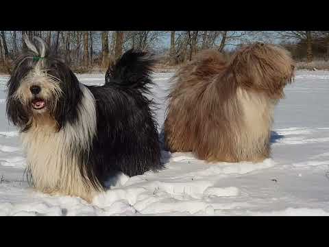 Video: Bearded Collie