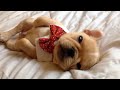 🔴 WATCH LIVE: FUNNIEST PET VIDEOS 24/7 🤣