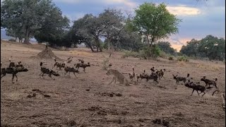 Fierce Lioness Standoff To Protect Her Kill From Wild Dogs Clan Attack Around Video