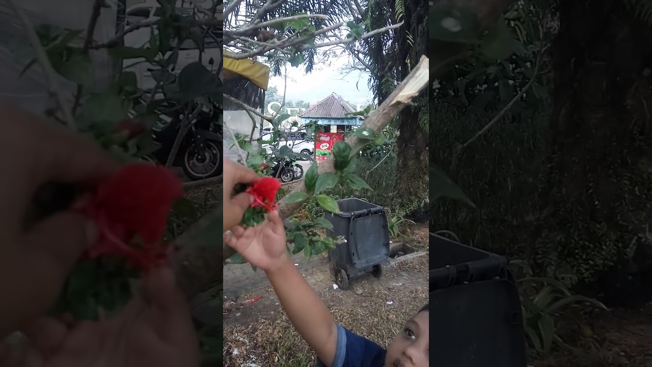 Raja di sentul nirwana 