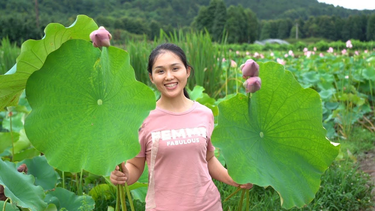 The lotus in full bloom, picking some lotus leaves to make a special dish 农业科技