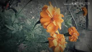 Jangan simpan cintamu_reff_(video lyrics) by ARLIK SETIAWAN