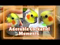 Adorable Cockatiel Moments: Playful, Cuddly, and Serenading Delights | Cockatiels Craze