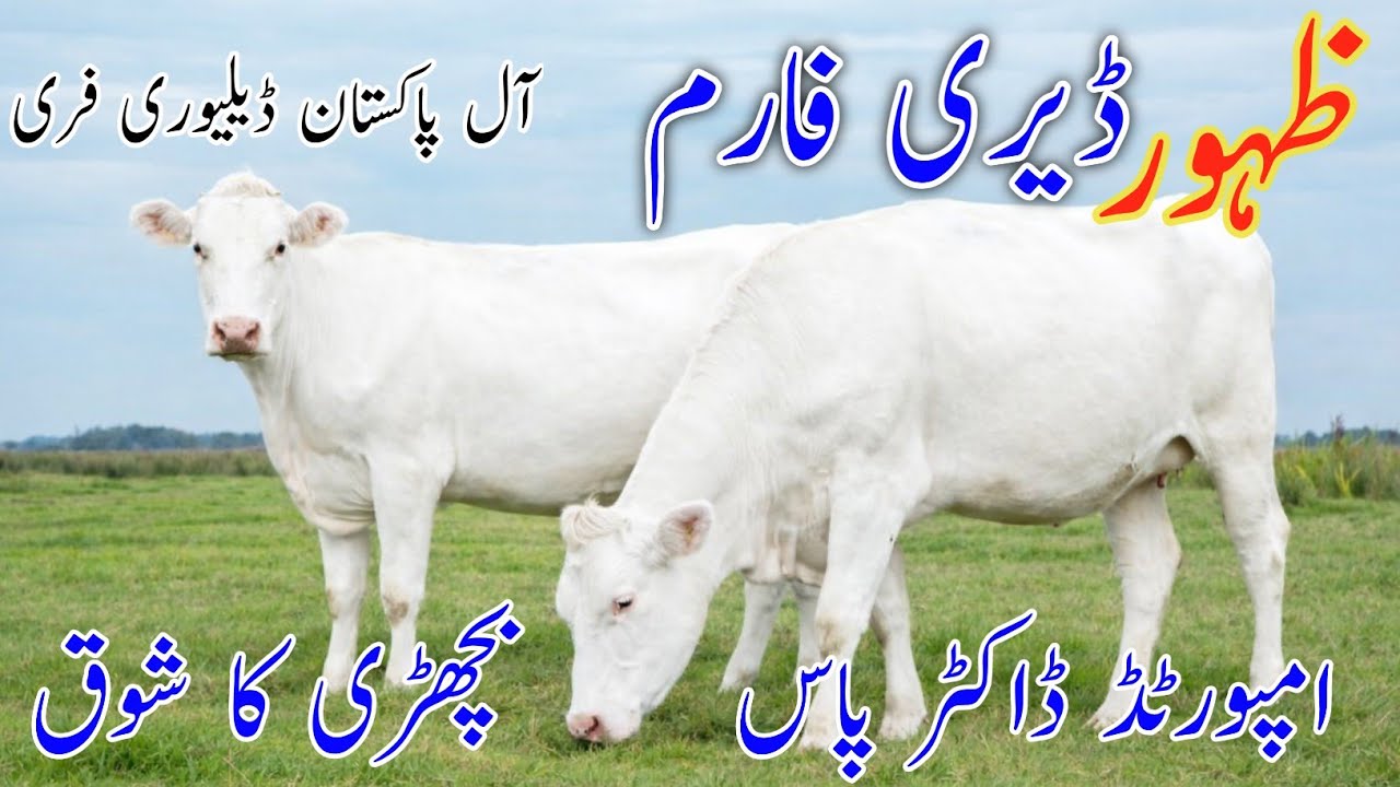 Zahoor Dairy Farm Official | American Hf HeiferForSale | Jersey Heifer For Sale Punjab Dairy Update