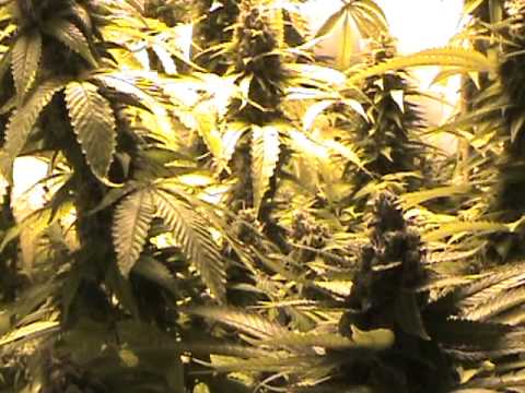 How to flush Marijuana plants before harvest