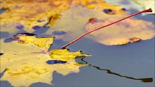 Video thumbnail of "Paula Cole  - Autumn Leaves"