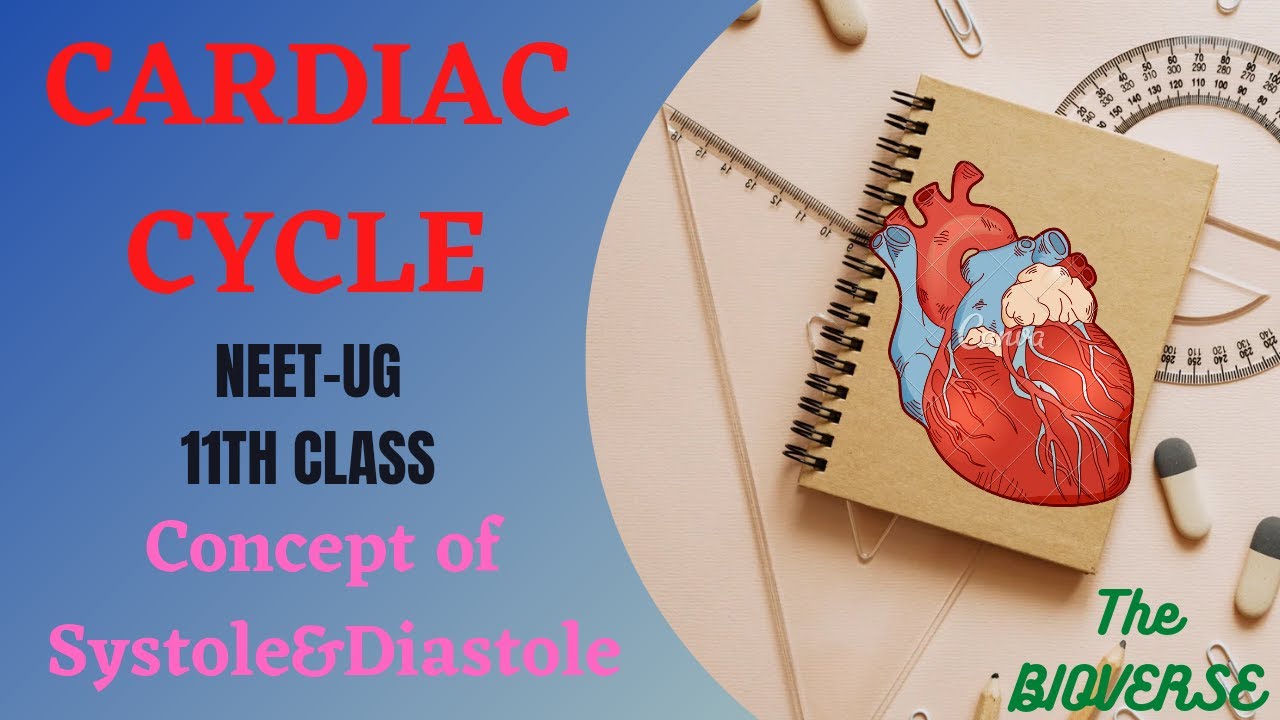 Cardiac cycle in hindi || atrial systole || ventricular systole ...