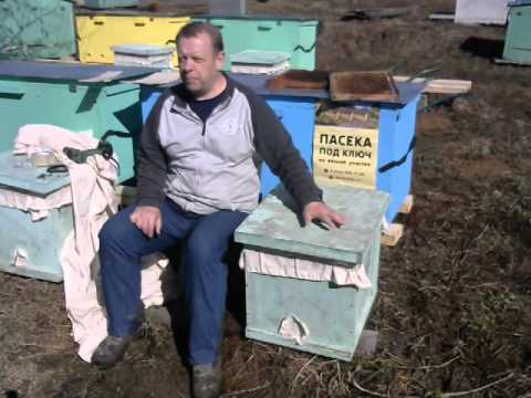 Привезли купленных пчёл на пасеку, что дальше делать. Привезли купленных пчёл на пасеку, что дальше делать.
