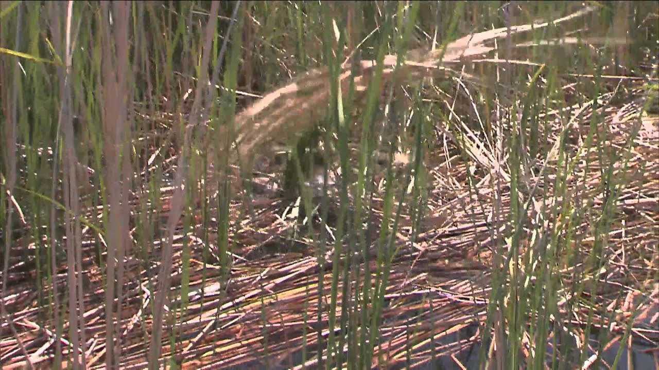 Aaron Martens pulls a good one out of the grass BASS Live www.ba - YouTube