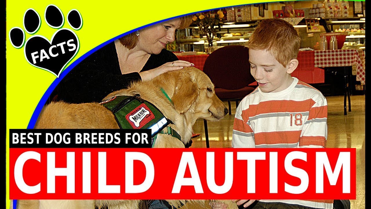 Service Dogs: Top 5 Service Dog Breeds for Children with Autism Spectrum Disorder - Animal Facts