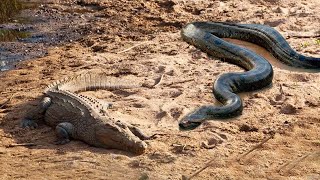 Pertarungan ANACONDA RAKSASA VS BUAYA, Ternyata Pemenangnya Adalah...