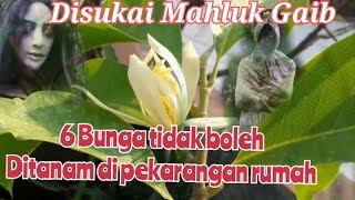 6 Bunga tidak boleh di tanam di pekarangan rumah. Disukai mahluk Gaib.