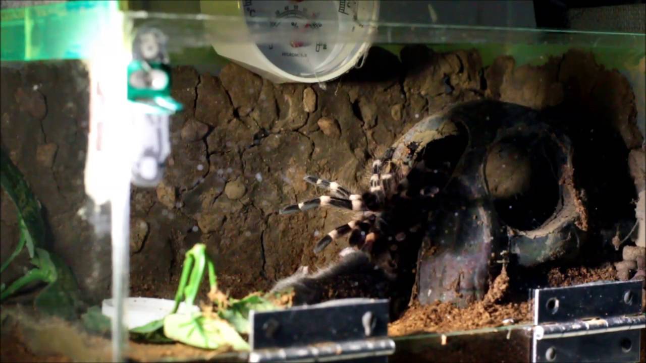 camera iphone 8 plus apk Tarantula kill mouse