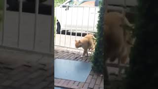 Fat Cat Stuck on Gate