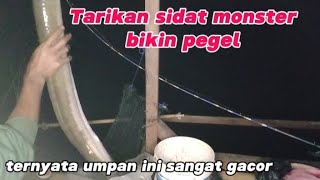 SETELAH BEBERAPA MACAM UMPAN DI COBA, ternyata umpan ini yang paling gacor untuk sidat