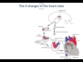 Embryology of the Heart - Heart Tube (Dr.Ahmed Farid)