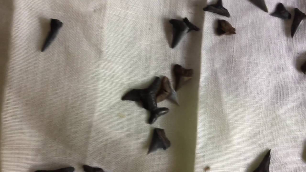 camera iphone 8 plus apk Fossils and shark teeth out the backyard