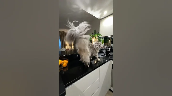 Video 8427821: mainecoon kitten catlover funnycats, mainecoon kitten catlover cats, mainecoon cats cute catlover, mainecoon cat kitten funny, big maine coon cat, fun mainecoon