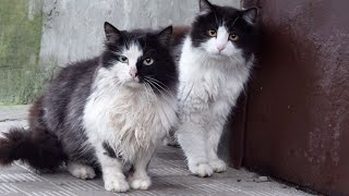 Tuxedo cats company in early morning