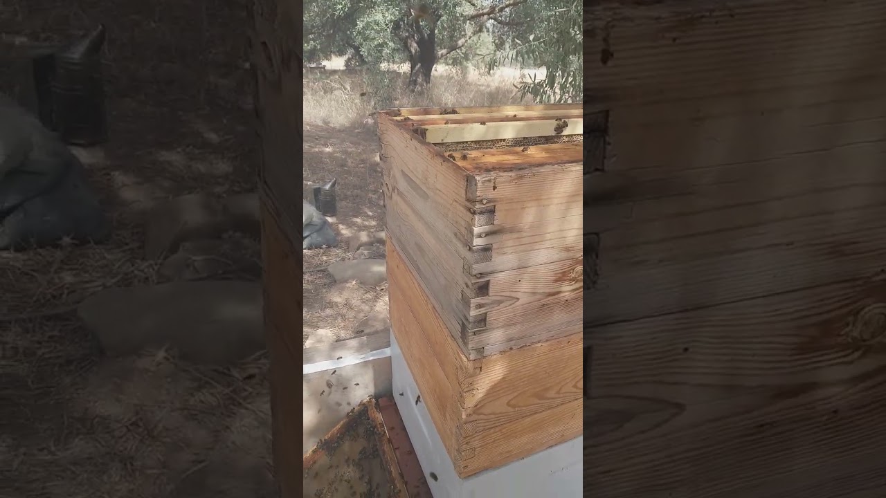 الدرس 20 جني العسل (3) 2024 07 05