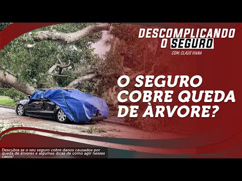 Vídeo: O que o seguro cobre quando uma árvore cai em sua casa?