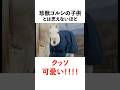 【白毛の新星】ゴージャスの面白い雑学