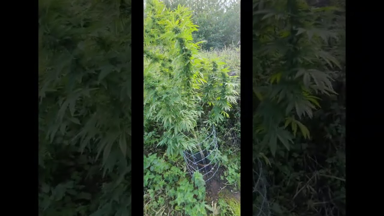 uk guerilla grow chop part 1, site 2. Real gorilla seeds. 29th Sept 