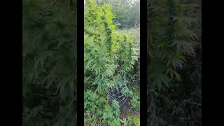 uk guerilla grow chop part 1, site 2. Real gorilla seeds. 29th Sept #right2growUK