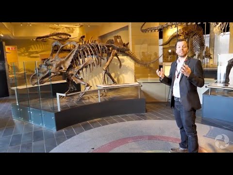 Vidéo: Squelettes de dinosaures. Musées avec squelettes de dinosaures
