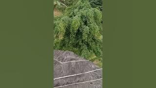 cinta nu munggaran🙏🙏🌷