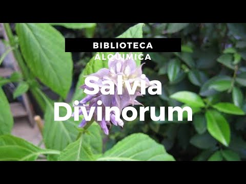 Vídeo: Salvia Divinorum: dano, proibição de cultivo