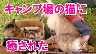 【ソロキャンプ】雨キャンプ　猫に癒され　お風呂で癒され