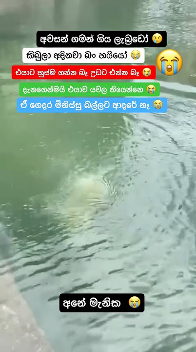 අනේ කිරි ලැබ්‍රඩෝ මවකගේ දිවි අහිමි කල කිබුල් ප්‍රහාරය හයියෝ ඊයෙත් හොදට හිටියා මැනික  😭