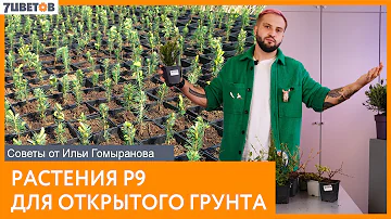Растения в горшках P9 | Советы от Ильи Гомыранова