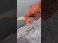 Big prawn fish catching 🎣 #fish  river fishing 🎣 hook fishing 🎣 #catfish