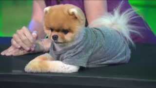 Watch Jiff the Pomeranian do his best tricks on Good Day LA