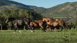 Speak the Language: Horse Behavior | Herd Mentality