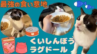 Amazonフードのサンプルボックスをゲット！食いしん坊にゃんこが検証してみました。 by オリオン ーKYOTO CAT LIFEー 232 views 8 months ago 8 minutes, 14 seconds