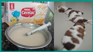 HOW I FEED MY PUPPIES WITH CERELAC FOR THE FIRST TIME | CERELAC FOR PUPPIES 3 WEEKS OLD