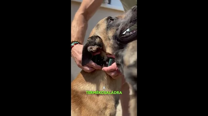 copy B18AAC8D 53DA 4CCE BEF4 35E1F9B5649C