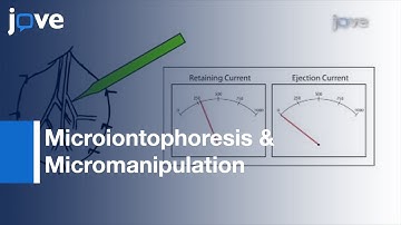 Intravital Fluorescence Imaging Of Microcirculation l Protocol Preview