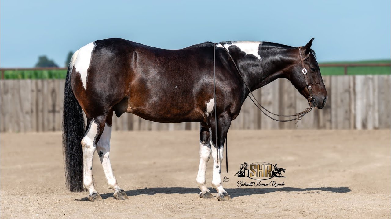美品　BUFFALO BOBS BANDIT-HORSE　 BLACK maxresdefault.jpg
